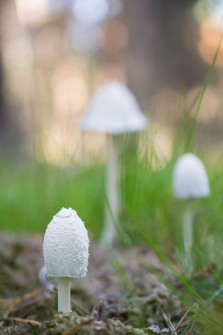 Coprinus niveus